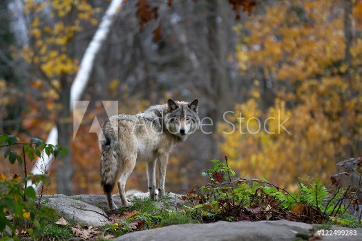 Bild på A lone Timber wolf or Grey Wolf Canis lupus standing on a rocky cliff looking back on a rainy day in autumn in Quebec Canada